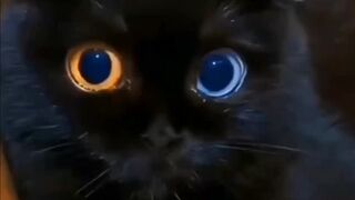 Latest Cute And Funny Cats Compilation - Muizzaa #091 #muizzaa #funnycats #موعضه #gatos #catsvideo