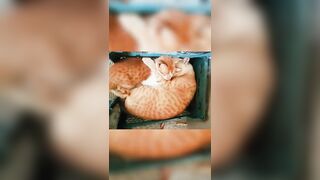 Latest Cute And Funny Cats Compilation - Muizzaa #091 #muizzaa #funnycats #موعضه #gatos #catsvideo