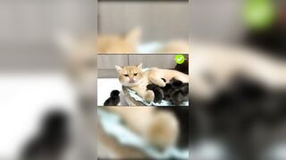 Latest Cute And Funny Cats Compilation - Muizzaa #091 #muizzaa #funnycats #موعضه #gatos #catsvideo