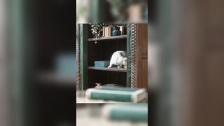 Latest Cute And Funny Cats Compilation - Muizzaa #091 #muizzaa #funnycats #موعضه #gatos #catsvideo