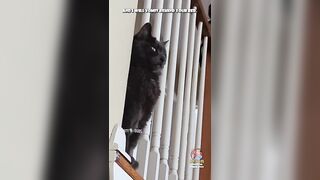 Dusty????Dubs Cat Compilation 3