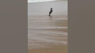 Golden Retriever versus Bird at the Beach. #goldenretriever #beachlife #funnydogs #funnyvideo