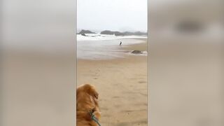 Golden Retriever versus Bird at the Beach. #goldenretriever #beachlife #funnydogs #funnyvideo