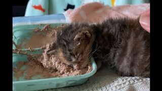 Feeding & weaning kittens -- Challenge and successes #orphankittens #kittenvideo #spay_and_neuter