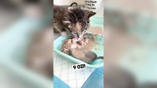 Feeding & weaning kittens -- Challenge and successes #orphankittens #kittenvideo #spay_and_neuter