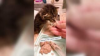 Feeding & weaning kittens -- Challenge and successes #orphankittens #kittenvideo #spay_and_neuter