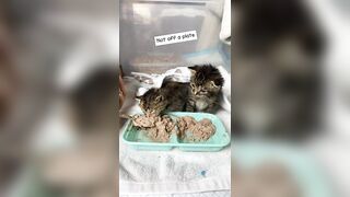 Feeding & weaning kittens -- Challenge and successes #orphankittens #kittenvideo #spay_and_neuter