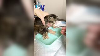 Feeding & weaning kittens -- Challenge and successes #orphankittens #kittenvideo #spay_and_neuter