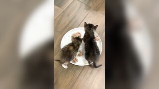 Feeding & weaning kittens -- Challenge and successes #orphankittens #kittenvideo #spay_and_neuter