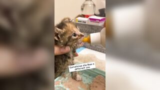 Feeding & weaning kittens -- Challenge and successes #orphankittens #kittenvideo #spay_and_neuter