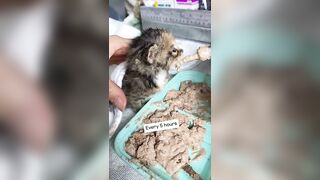 Feeding & weaning kittens -- Challenge and successes #orphankittens #kittenvideo #spay_and_neuter