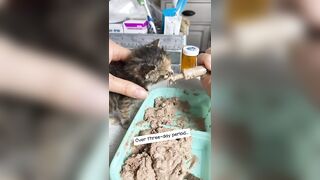 Feeding & weaning kittens -- Challenge and successes #orphankittens #kittenvideo #spay_and_neuter