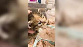 Feeding & weaning kittens -- Challenge and successes #orphankittens #kittenvideo #spay_and_neuter