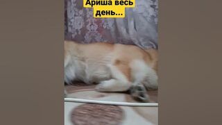 Это нормально? #говрек #ариша #funny #dog