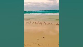 New Trending Beach Video Little Birds || #viral #shorts #trending #beach #birds #shots #short