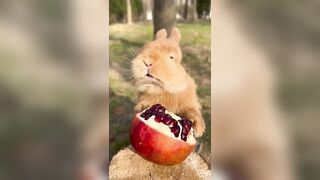 Funniest Animals & Pets Compilation Videos 2023 ???????????? Part-9 #shorts #funnyvideo #comedy #funny