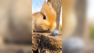 Funniest Animals & Pets Compilation Videos 2023 ???????????? Part-9 #shorts #funnyvideo #comedy #funny