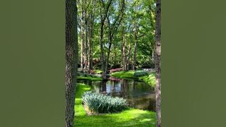 Dreamy tulip garden of The Netherlands #shorts #travel