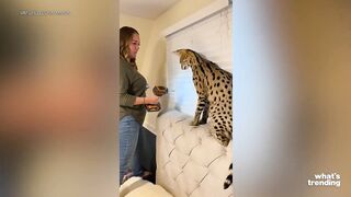 TikTok Users Show Off Their Weird And Exotic Pets Online