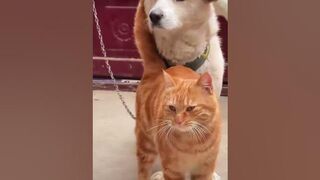 Very funny cat and dogs compilation #08 ???? #shorts #short #funny #funnycats #funnydogs #funnyvideo