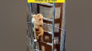 Very funny cat and dogs compilation #07 ???? #shorts #short #funny #funnycats #funnydogs #funnyvideo