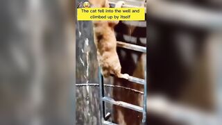 Very funny cat and dogs compilation #07 ???? #shorts #short #funny #funnycats #funnydogs #funnyvideo