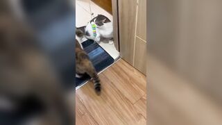 Meowisthebest - Mẹ Con #funny #comedyvideos #cutecat #mèo