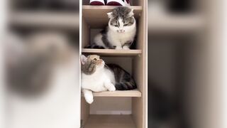 Meowisthebest - Mẹ Con #funny #comedyvideos #cutecat #mèo