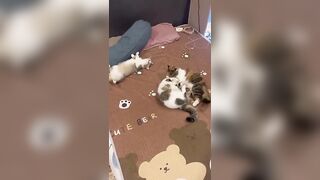 Meowisthebest - Mẹ Con #funny #comedyvideos #cutecat #mèo