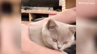 Lovely British Shorthair Cat Compilation