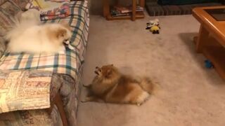 Pomeranian dog playing cute compilation Funny Moments
