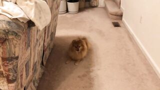 Pomeranian dog playing cute compilation Funny Moments