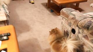 Pomeranian dog playing cute compilation Funny Moments