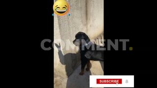 Hilarious Dog and Cat Shenanigans! | Funny Animal Video Compilation