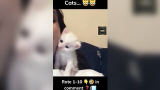 Funny cats compilation ????????#shorts