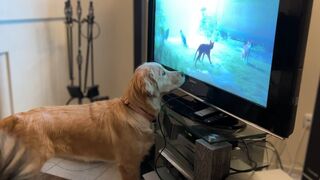Puppy Is Glued To The Screen When Owner Plays Video Games