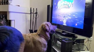 Puppy Is Glued To The Screen When Owner Plays Video Games