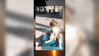 ???? funny cat videos compilation part 4 #shortvideo #cat #catlover #cats #catvideos #shorts