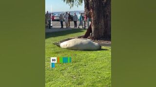 Sun-loving seal enjoys snooze by Tasmanian beach