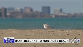 Imani the piping plover returns to Montrose Beach