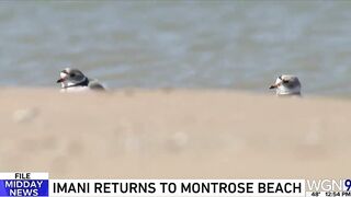 Imani the piping plover returns to Montrose Beach