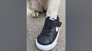 New shoes!! @nike #nike #12bucklemyshoe #meme #funny #dogs #fashion #drip