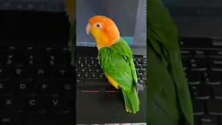 Funny and Cute Parrots Videos Compilation cute moments of the animals