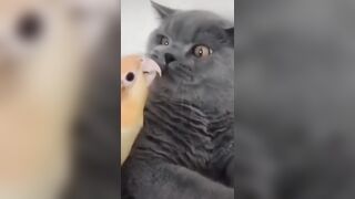 Funny and Cute Parrots Videos Compilation cute moments of the animals