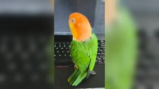 Funny and Cute Parrots Videos Compilation cute moments of the animals