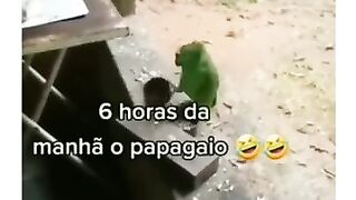 Funny and Cute Parrots Videos Compilation cute moments of the animals