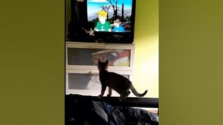 funny cat compilation. #shortvideo #shorts #short #shortsvideo #cat #dog #pets #viral #foryou