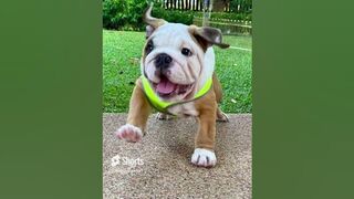 Bulldog compilation#dog #shorts