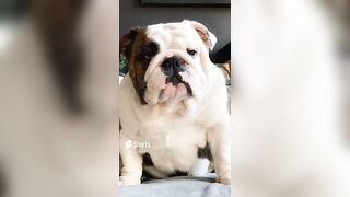 Bulldog compilation#dog #shorts