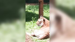 tiger Bannerghatta National Park and Zoo (Biological Park), #royalmanojsharma #vlogger #ind #travel